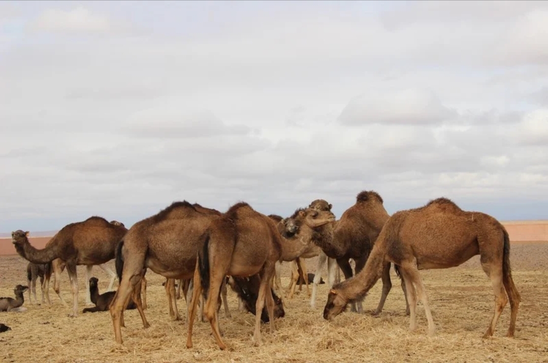تربية الابل